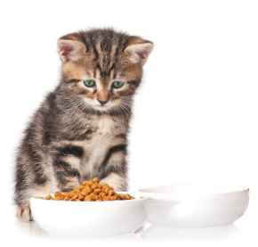Picture for category Cat Food